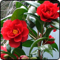  Spring Camellias 