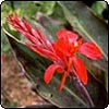 Red Canna Lilly