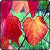 Early Autumn Cercis