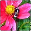 Red Dahlia with Bee