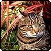 A Red Flax Cat