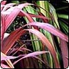 Dark Red Flax (Phormium)