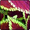 Variegated Coleus