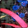 Red Flax with Cornflower