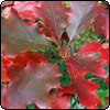 Scarlet Oak Leaves