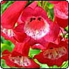 Red Penstemon
