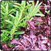  The Shrub Age 
