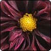  Red Dahlias 