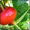  Rugosa Rose Hips 