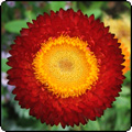 Helichrysum Flowers