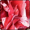  Picasso Rose 