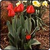  Early Red Tulips 