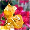 Yellow  & Red African Flowers