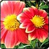  Red Yellow Dahlia 