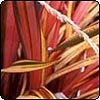 Small Red Flax