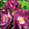 Rhapsody in Blue Rose