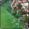Dunedin Rhododendron Festival - 2