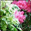 Variegated Mallows