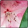 Pink Rhododendron Leaves