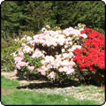  Scott's Saddle and Rhododendrons 