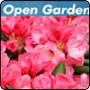 Rhododendron Trees