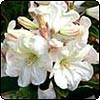 Whitney's Apricot