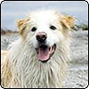 Water Sports Dog