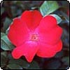  Robusta Rugosa Rose 