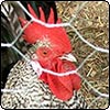 Hens in the Hen House