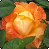 Benson and Hedges Rose