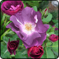  Autumn Roses 