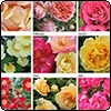  Roses Calendar 2007 