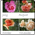 2011 Moosey Roses Calendar