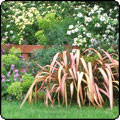 Spring Flowering Shrubs