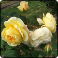  Roses, Roses, Roses... 