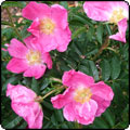  Corylus Rugosa Rose 