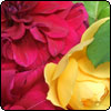Cherry Dahlia and Rose