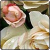  Ivory-Cream Rose 