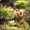 Fence Roses