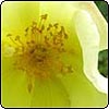  Fruhlingsgold Rose 
