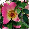 Early Flowering Hen-House Roses