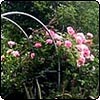  Rose Garden in Summer 