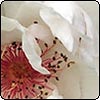  Jacqueline Du Pre Rose 