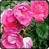  Pink Roses 