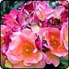 Masquerade Climbing Rose