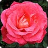  Sam McGredy's Roses - 3 