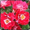 Sam McGredy's Roses - 1