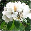 Sally Holmes Roses