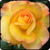 Solitaire Rose