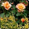 Climbing Rose Westerland